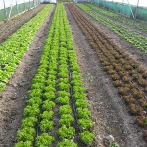 Organic vegetables growing poly tunnel Kilkenny